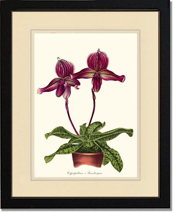 Cypripedium Lansbergeae | Orchid Wall Art Print