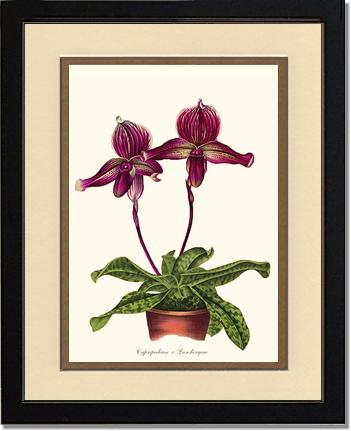 Cypripedium Lansbergeae | Orchid Wall Art Print