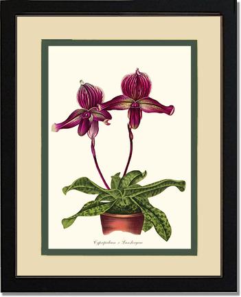 Cypripedium Lansbergeae | Orchid Wall Art Print