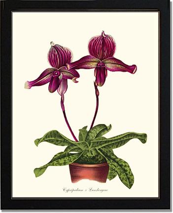 Cypripedium Lansbergeae | Orchid Wall Art Print