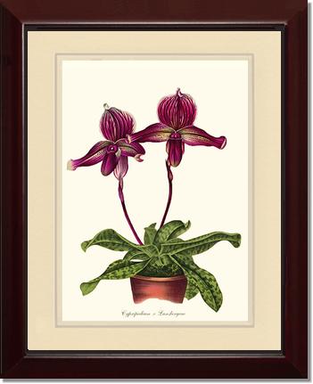 Cypripedium Lansbergeae | Orchid Wall Art Print