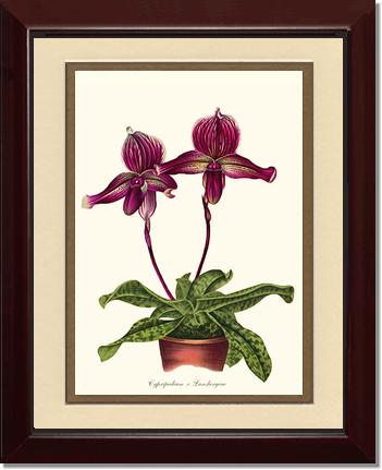 Cypripedium Lansbergeae | Orchid Wall Art Print