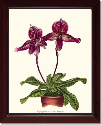 Cypripedium Lansbergeae | Orchid Wall Art Print