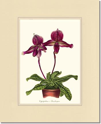 Cypripedium Lansbergeae | Orchid Wall Art Print