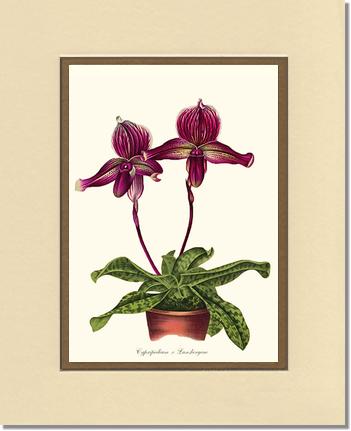 Cypripedium Lansbergeae | Orchid Wall Art Print