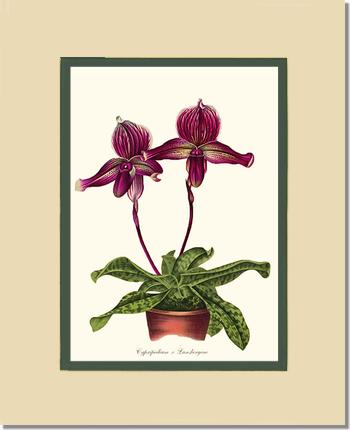 Cypripedium Lansbergeae | Orchid Wall Art Print