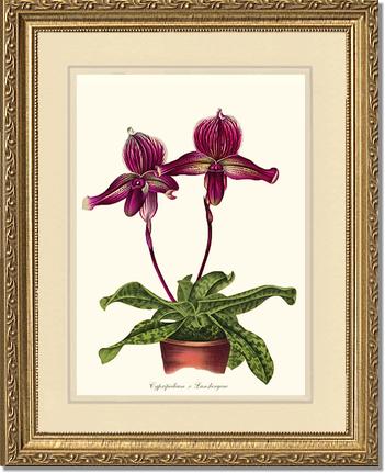 Cypripedium Lansbergeae | Orchid Wall Art Print