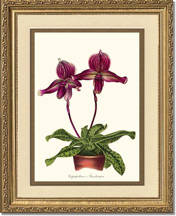 Cypripedium Lansbergeae | Orchid Wall Art Print