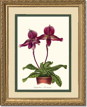 Cypripedium Lansbergeae | Orchid Wall Art Print