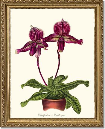 Cypripedium Lansbergeae | Orchid Wall Art Print