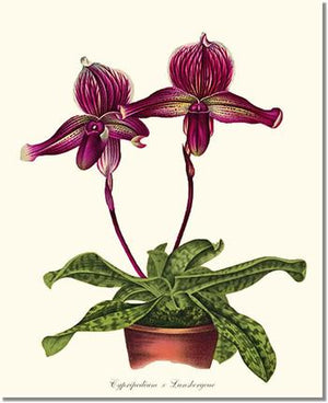 Orchid Print: Cypripedium Lansbergeae