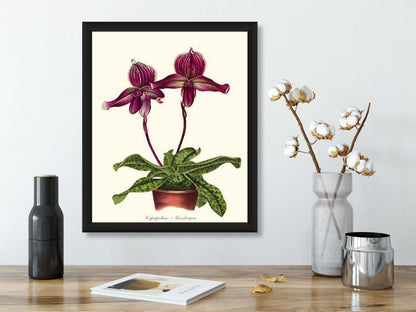 Cypripedium Lansbergeae | Orchid Wall Art Print