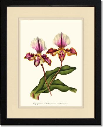 Cypripedium lathamianum | Orchid Wall Art Print
