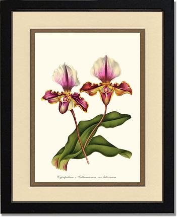 Cypripedium lathamianum | Orchid Wall Art Print