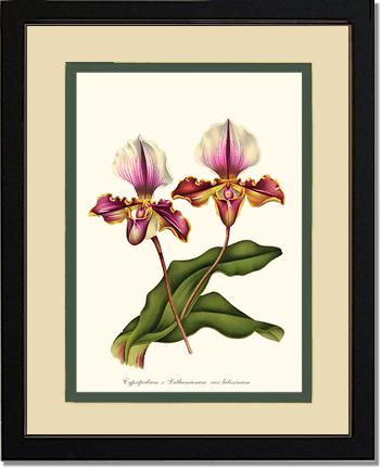 Cypripedium lathamianum | Orchid Wall Art Print