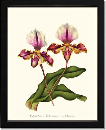 Cypripedium lathamianum | Orchid Wall Art Print
