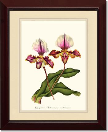 Cypripedium lathamianum | Orchid Wall Art Print