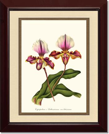 Cypripedium lathamianum | Orchid Wall Art Print