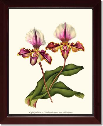 Cypripedium lathamianum | Orchid Wall Art Print