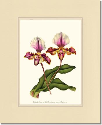 Cypripedium lathamianum | Orchid Wall Art Print