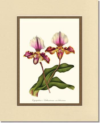 Cypripedium lathamianum | Orchid Wall Art Print