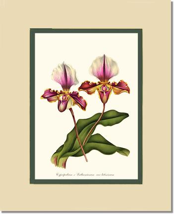 Cypripedium lathamianum | Orchid Wall Art Print