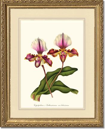 Cypripedium lathamianum | Orchid Wall Art Print