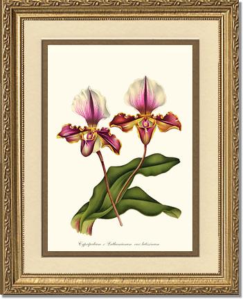 Cypripedium lathamianum | Orchid Wall Art Print