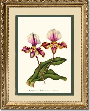 Cypripedium lathamianum | Orchid Wall Art Print