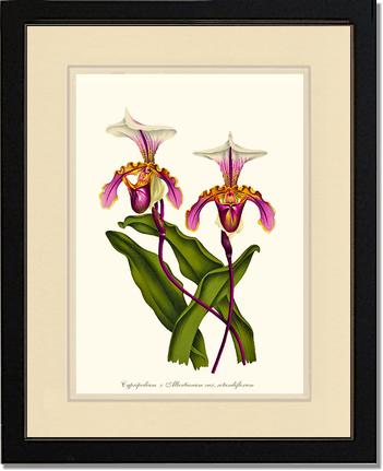 Cypripedium albertianum | Orchid Wall Art Print