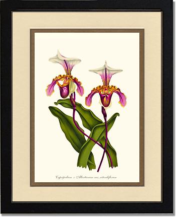 Cypripedium albertianum | Orchid Wall Art Print
