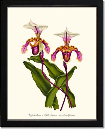 Cypripedium albertianum | Orchid Wall Art Print