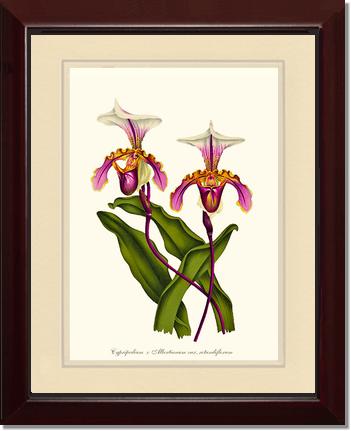 Cypripedium albertianum | Orchid Wall Art Print