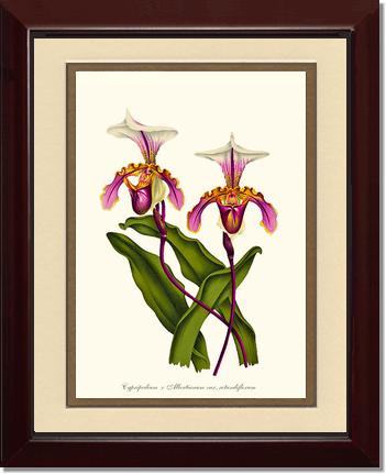 Cypripedium albertianum | Orchid Wall Art Print