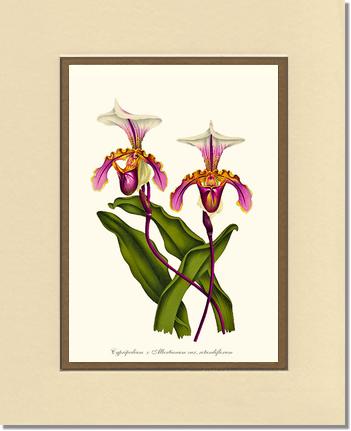Cypripedium albertianum | Orchid Wall Art Print