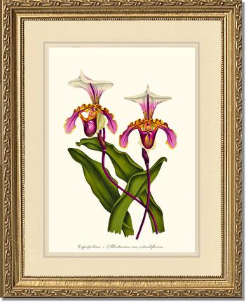 Cypripedium albertianum | Orchid Wall Art Print