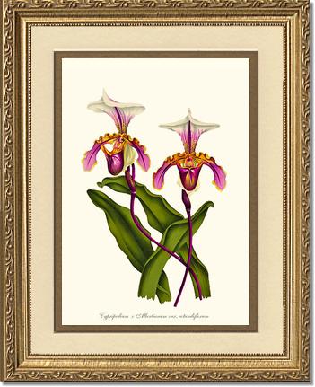 Cypripedium albertianum | Orchid Wall Art Print