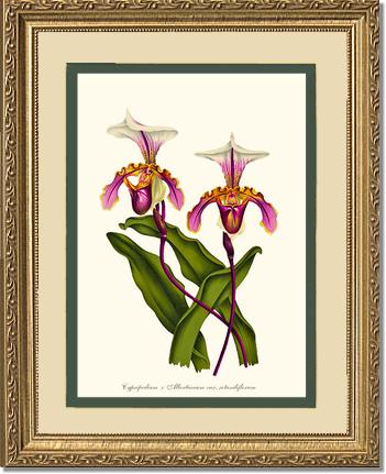 Cypripedium albertianum | Orchid Wall Art Print