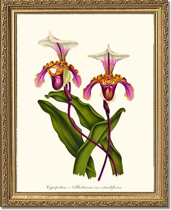 Cypripedium albertianum | Orchid Wall Art Print