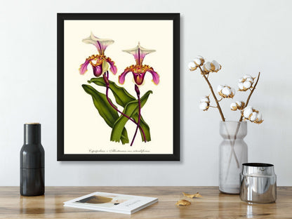 Cypripedium albertianum | Orchid Wall Art Print
