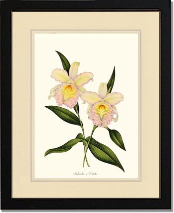 Sobralia veitchi | Orchid Wall Art Print