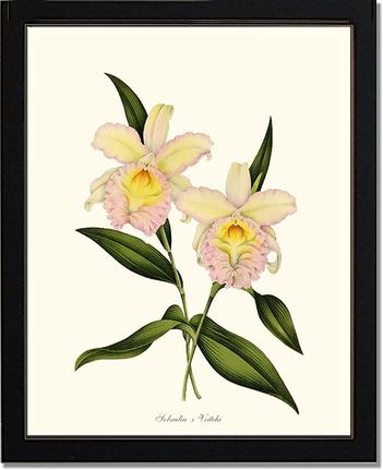 Sobralia veitchi | Orchid Wall Art Print