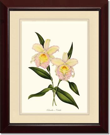 Sobralia veitchi | Orchid Wall Art Print