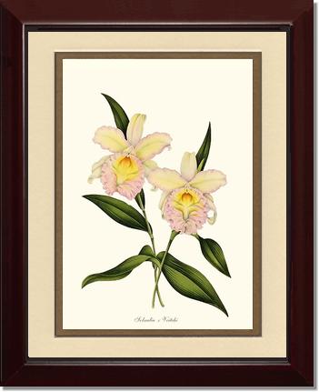 Sobralia veitchi | Orchid Wall Art Print