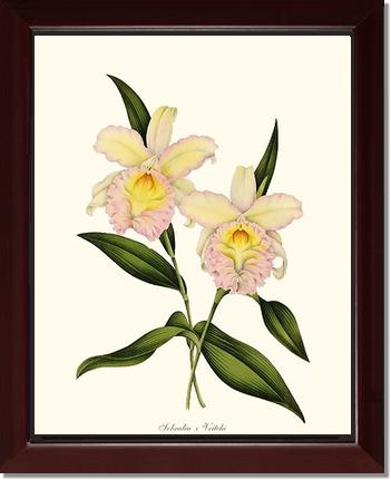 Sobralia veitchi | Orchid Wall Art Print