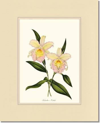 Sobralia veitchi | Orchid Wall Art Print