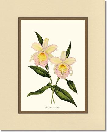 Sobralia veitchi | Orchid Wall Art Print