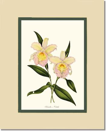 Sobralia veitchi | Orchid Wall Art Print