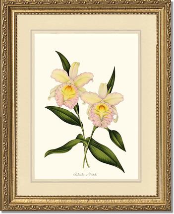 Sobralia veitchi | Orchid Wall Art Print
