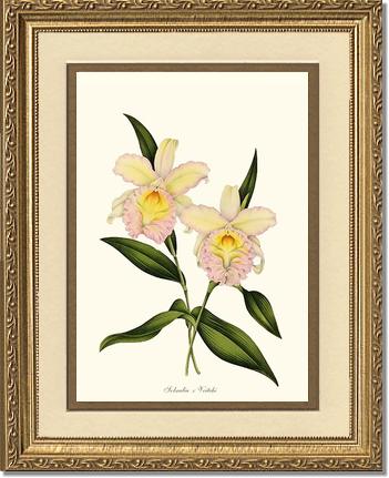 Sobralia veitchi | Orchid Wall Art Print